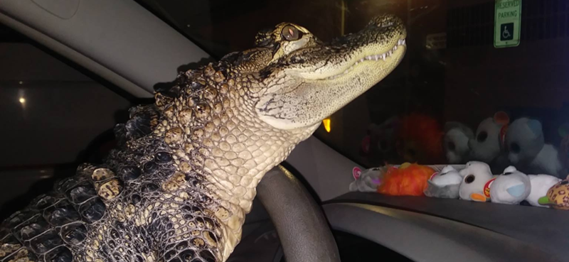 Emotional Support Alligator Rescued and Returned to Swamp 1