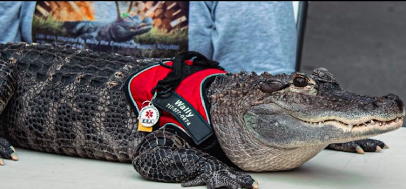 Emotional Support Alligator Rescued and Returned to Swamp 2