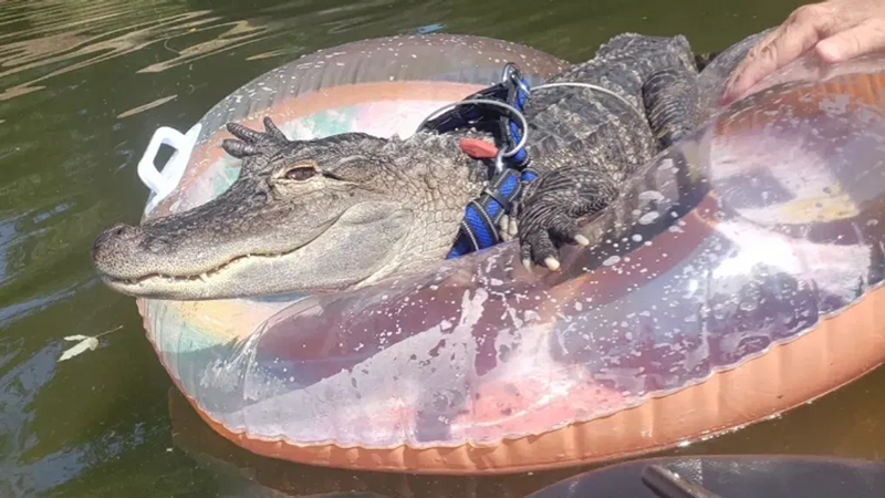 Emotional Support Alligator Rescued and Returned to Swamp 3